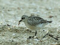 Pluvialis squatarola 2, Zilverplevier, Saxifraga-Piet Munsterman