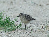 Pluvialis squatarola 3, Zilverplevier, Saxifraga-Piet Munsterman