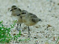 Pluvialis squatarola 4, Zilverplevier, Saxifraga-Piet Munsterman