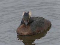 Podiceps auritus 4, Kuifduiker, Saxifraga-Peter Stein