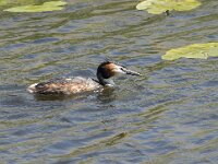 Podiceps cristatus 130, Fuut, Saxifraga-Willem van Kruijsbergen