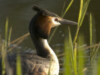 Fuut  Fuut Arkervaart