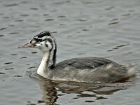 Fuut 01 #15875 : Podiceps cristatus, Great Crested Grebe, Fuut, juveniel