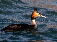 Podiceps cristatus 160, Fuut, Saxifraga-Bart Vastenhouw