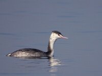 Podiceps cristatus 17, Fuut, Saxifraga-Iztok Skornik