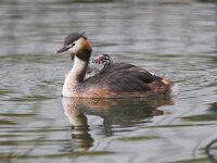 Podiceps cristatus 2, Fuut, Saxifraga-Martin Mollet