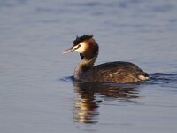 Podiceps cristatus 22, Fuut, Saxifraga-Luc Hoogenstein