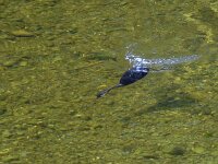 Podiceps cristatus 29, Fuut, Saxifraga-Mark Zekhuis