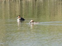 Podiceps cristatus 38, Fuut, Saxifraga-Willem van Kruijsbergen