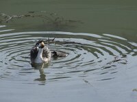 Podiceps cristatus 43, Fuut, Saxifraga-Willem van Kruijsbergen