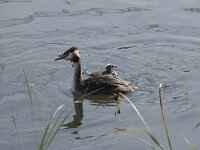 Podiceps cristatus 45, Fuut, Saxifraga-Willem van Kruijsbergen