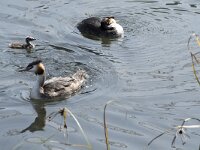 Podiceps cristatus 46, Fuut, Saxifraga-Willem van Kruijsbergen