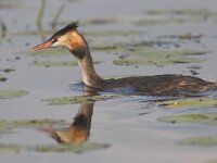 Podiceps cristatus 6, Fuut, Saxifraga-Luc Hoogenstein