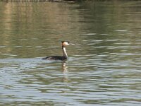 Podiceps cristatus 66, Fuut, Saxifraga-Willem van Kruijsbergen
