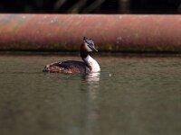 Podiceps cristatus 68, Fuut, Saxifraga-Bart Vastenhouw