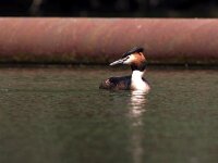 Podiceps cristatus 69, Fuut, Saxifraga-Bart Vastenhouw