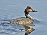 Fuut #05791 : Podiceps cristatus, Great Crested Grebe, Fuut