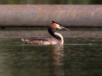 Podiceps cristatus 70, Fuut, Saxifraga-Bart Vastenhouw