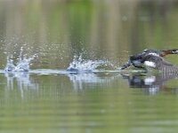 Podiceps grisegena 12, Roodhalsfuut, Saxifraga-Tom Heijnen