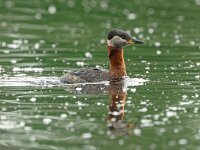 Podiceps grisegena 14, Roodhalsfuut, Saxifraga-Mark Zekhuis
