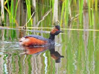 Podiceps nigricollis 11, Geoorde fuut, Saxifraga-Tom Heijnen