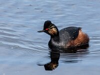 Podiceps nigricollis 45, Geoorde fuut, adult, Saxifraga-Theo Verstrael