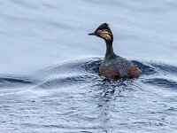 Podiceps nigricollis 46, Geoorde fuut, adult, Saxifraga-Theo Verstrael
