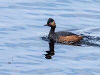 Podiceps nigricollis 48, Geoorde fuut, adult, Saxifraga-Theo Verstrael
