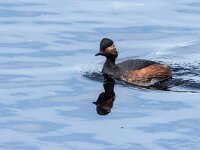 Podiceps nigricollis 49, Geoorde fuut, adult, Saxifraga-Theo Verstrael