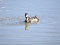 Podilymbus podiceps 2, Dikbekfuut, adult, Saxifraga-Theo Verstrael