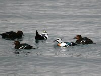 Polysticta stelleri 14, Stellers eider, Saxifraga-Bart Vastenhouw