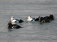 Polysticta stelleri 19, Stellers eider, Saxifraga-Bart Vastenhouw
