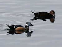 Polysticta stelleri 22, Stellers eider, Saxifraga-Bart Vastenhouw