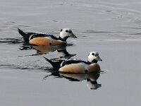 Polysticta stelleri 26, Stellers eider, Saxifraga-Bart Vastenhouw