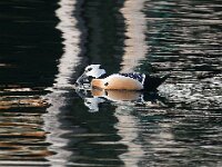 Polysticta stelleri 28, Stellers eider, Saxifraga-Bart Vastenhouw
