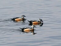 Polysticta stelleri 30, Stellers eider, Saxifraga-Bart Vastenhouw