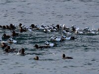 Polysticta stelleri 35, Stellers eider, Saxifraga-Bart Vastenhouw