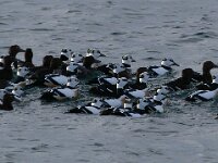 Polysticta stelleri 37, Stellers eider, Saxifraga-Bart Vastenhouw