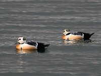 Polysticta stelleri 41, Stellers eider, Saxifraga-Bart Vastenhouw