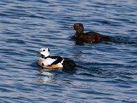 Polysticta stelleri 44, Stellers eider, Saxifraga-Bart Vastenhouw