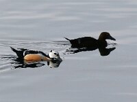 Polysticta stelleri 45, Stellers eider, Saxifraga-Bart Vastenhouw