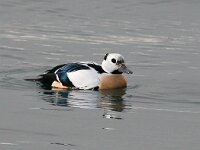 Polysticta stelleri 5, Stellers eider, Saxifraga-Bart Vastenhouw