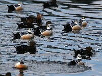 Polysticta stelleri 6, Stellers eider, Saxifraga-Bart Vastenhouw
