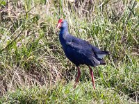 Porphyrio porphyrio 12, Purperkoet, Saxifraga-Bart Vastenhouw