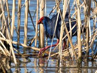 Porphyrio porphyrio 14, Purperkoet, Saxifraga-Bart Vastenhouw