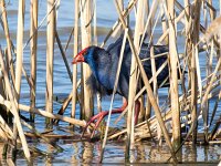 Porphyrio porphyrio 17, Purperkoet, Saxifraga-Bart Vastenhouw