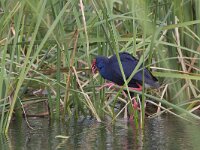 Porphyrio porphyrio; Purperkoet; Purple Swamp-hen  Porphyrio porphyrio; Purperkoet; Purple Swamp-hen : rail, kust, voedsel, Purple Swamp-hen, april, ral, swamp, purple, Algarve, paars, spring, Iberisch Schiereiland, Zuid-Europa, natuur, rood, foraging, water, fresh-water marsh, Purperkoet, voorjaar, food, coast, Portugal, nature, feeding, blue, Porphyrio porphyrio, moeras, riet, eten, merg, Reed, Europa, marsh, red, blauw, bird, lente, vogel, ralachtige, binnenkant
