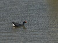 Porphyrio porphyrio 8, Purperkoet, Saxifraga-Jan van der Straaten