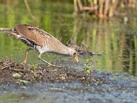 Porzana porzana 11, Porseleinhoen, Saxifraga-Gerard de Jong : Bird, Groene jonker, Plaats, Porseleinhoen, Porzana porzana, Vogel