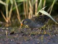 Porseleinhoen;Spotted crake;Porzana porzana  Porseleinhoen;Spotted crake;Porzana porzana : Natura 2000, Nederland, Nieuwkoop, Noorden, Porseleinhoen, Porzana porzana, Red list, Spotted crake, Vereniging Natuurmonumenten, Zuid-holland, bird, early morning, eten zoekend, etend, foeragerend, foraging, groene jonker, june, juni, male, man, mannetje, marsh, modder, moeras, moerasvogel, mud, nature reserve, natuurgebied, natuurmonumenten, ochtendlicht, reed, riet, rode lijst, slik, summer, swamp, swamp bird, the Netherlands, veenweide, veenweidegebied, vogel, vroege ochtend, zomer